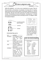 Vorschau - Stundenentwürfe - Materialpaket XL - BILINGUAL - Mendel's Laws and Chromosomes - Seite 2