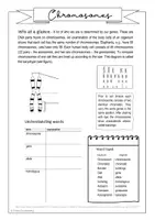 Vorschau - Stundenentwürfe - Materialpaket XL - BILINGUAL - Mendel's Laws and Chromosomes - Seite 3