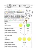 Vorschau - Arbeitsblätter - Biology bilingual - Mendel's first law - Seite 1