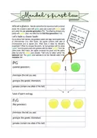 Vorschau - Arbeitsblätter - Biology bilingual - Mendel's first law - Seite 2