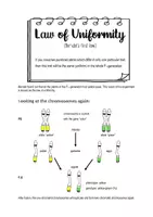 Vorschau - Arbeitsblätter - Biology bilingual - Mendel's first law - Seite 3