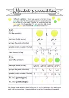 Vorschau - Arbeitsblätter - Biology bilingual - Mendel's second law - Seite 1