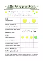 Vorschau - Arbeitsblätter - Biology bilingual - Mendel's second law - Seite 2