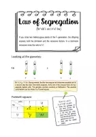 Vorschau - Arbeitsblätter - Biology bilingual - Mendel's second law - Seite 3