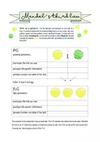 Vorschau - Arbeitsblätter - Biology bilingual - Mendel's third law - Seite 3
