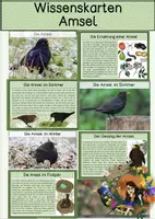 Vorschau - Stationenlernen - Amsel - Wissenskarten - Deckblatt
