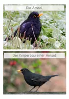 Vorschau - Stationenlernen - Amsel - Wissenskarten - Seite 1