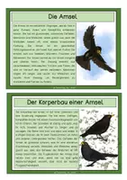 Vorschau - Stationenlernen - Amsel - Wissenskarten - Seite 2