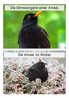Vorschau - Stationenlernen - Amsel - Wissenskarten - Seite 3