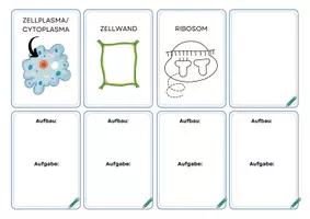 Vorschau - Arbeitsblätter - Zellorganellen und -Bestandteile üben - Flash Cards - Seite 3