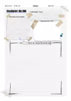 Vorschau - Arbeitsblätter - Biologie - DNA-Steckbrief Vorlage - Seite 2