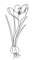 Vorschau - selbst erstellte Cliparts/Grafiken - Cliparts: Frühblüher - Seite 2