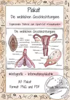 Vorschau - Poster - Plakat - Informationsplakat - Infografik: Die weiblichen Geschlechtsorgane - Deckblatt