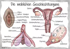Vorschau - Poster - Plakat - Informationsplakat - Infografik: Die weiblichen Geschlechtsorgane - Seite 2