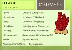 Vista previa - Hojas de trabajo - Zoologie: Taxonomie und Klassifikation - página 2