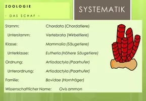 Vista previa - Hojas de trabajo - Zoologie: Taxonomie und Klassifikation - página 3