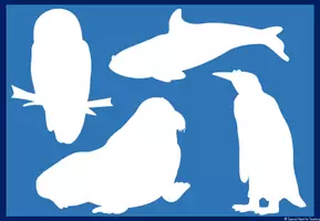 Vorschau - Fördermaterial/Inklusion - Wahrnehmung: Tiere der Arktis & Antarktis - Seite 2