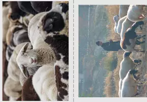 Vorschau - Stundenentwürfe - Gottesbilder - Der gute Hirte - Hinführung zu Psalm 23 - Seite 2