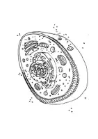 Vorschau - Mal- und Bastelvorlagen - Biologie - Kreative Ausmalbilder - Handgezeichnet - Seite 1