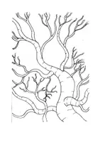 Vorschau - Mal- und Bastelvorlagen - Biologie - Kreative Ausmalbilder - Handgezeichnet - Seite 3