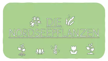 Vorschau - Präsentationen/Tafelbilder - Die Nordsee - Wissenskarteien zu Besonderheiten, Tieren und Pflanzen - Seite 3