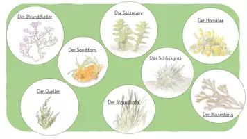 Vorschau - Merkblätter - Die Pflanzen der Nordsee - interaktive Infokartei - Seite 3