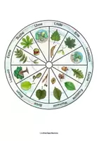 Vorschau - Mal- und Bastelvorlagen - DIY Drehscheibe Wald: Laubbäume, Nadelbäume, Blätter und Früchte (Farbig und Schwarz/WEiß) - Seite 2