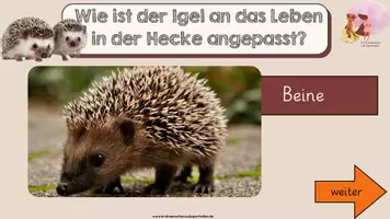 Vorschau - Arbeitsblätter - Der Igel - Anpassung an den Lebensraum - Seite 1
