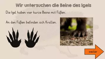 Vorschau - Arbeitsblätter - Der Igel - Anpassung an den Lebensraum - Seite 2