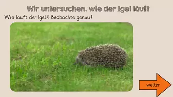 Vorschau - Arbeitsblätter - Der Igel - Anpassung an den Lebensraum - Seite 3
