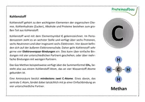 Vorschau - Arbeitsblätter - Aufbau und Struktur der Proteine - Seite 1