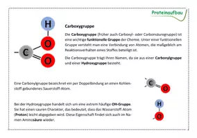 Vorschau - Arbeitsblätter - Aufbau und Struktur der Proteine - Seite 2