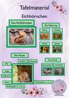 Vorschau - Bildkarten - Tafelmaterial Eichhörnchen (Körper, Nahrung, Feinde) - Deckblatt