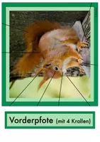 Vorschau - Bildkarten - Tafelmaterial Eichhörnchen (Körper, Nahrung, Feinde) - Seite 3