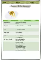 Vorschau - Anderer Materialtyp - Rezept: Spaghetti "carbonara" mit kleinem Beilagensalat - Deckblatt