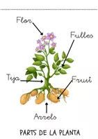 Vista previa - Unidades / Secuencias / Situaciones de Aprendizaje - Pack: les plantes - Portada