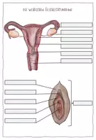 Vorschau - Arbeitsblätter - Materialpaket Sexualerziehung - Seite 3