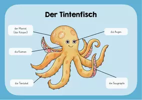 Vorschau - Poster - Tintenfisch Lernplakat - Deckblatt