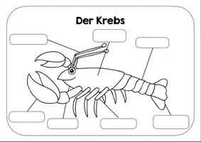 Vorschau - Arbeitsblätter - Krebs Lernplakat - Arbeitsblatt - Deckblatt
