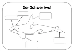 Vorschau - Arbeitsblätter - Schwertwal Lernplakat - Arbeitsblatt - Deckblatt