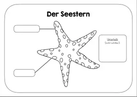 Vorschau - Arbeitsblätter - Seestern Lernplakat - Arbeitsblatt - Deckblatt