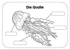 Vorschau - Arbeitsblätter - Qualle Lernplakat - Arbeitsblatt - Deckblatt