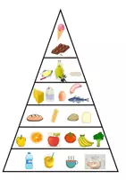 Vorschau - Arbeitsblätter - Die Ernährung des Menschen - Seite 2