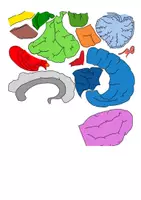 Vorschau - Arbeitsblätter - Gehirnpuzzle - Bau und Funktion des Gehirns - Seite 3