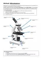 Vorschau - Arbeitsblätter - Mikroskopieren - Methodenblatt - Seite 2