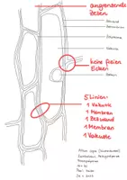 Vorschau - Arbeitsblätter - Mikroskopieren - Beispielhafte Zeichnungen Zwiebel - Seite 3