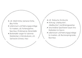 Vorschau - Bildkarten - Nahrungsnetz Wald - Bewegtes Lernen - Seite 3