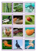 Vista previa - Juegos / Gamificación - Joc Animals (3) - página 2