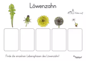 Vorschau - Stundenentwürfe - Frühling - Löwenzahn Pflanzenteile - Seite 1