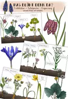Vorschau - Präsentationen/Tafelbilder - Frühblüher - Tafelplakat / Poster - Ergänzung - Deckblatt